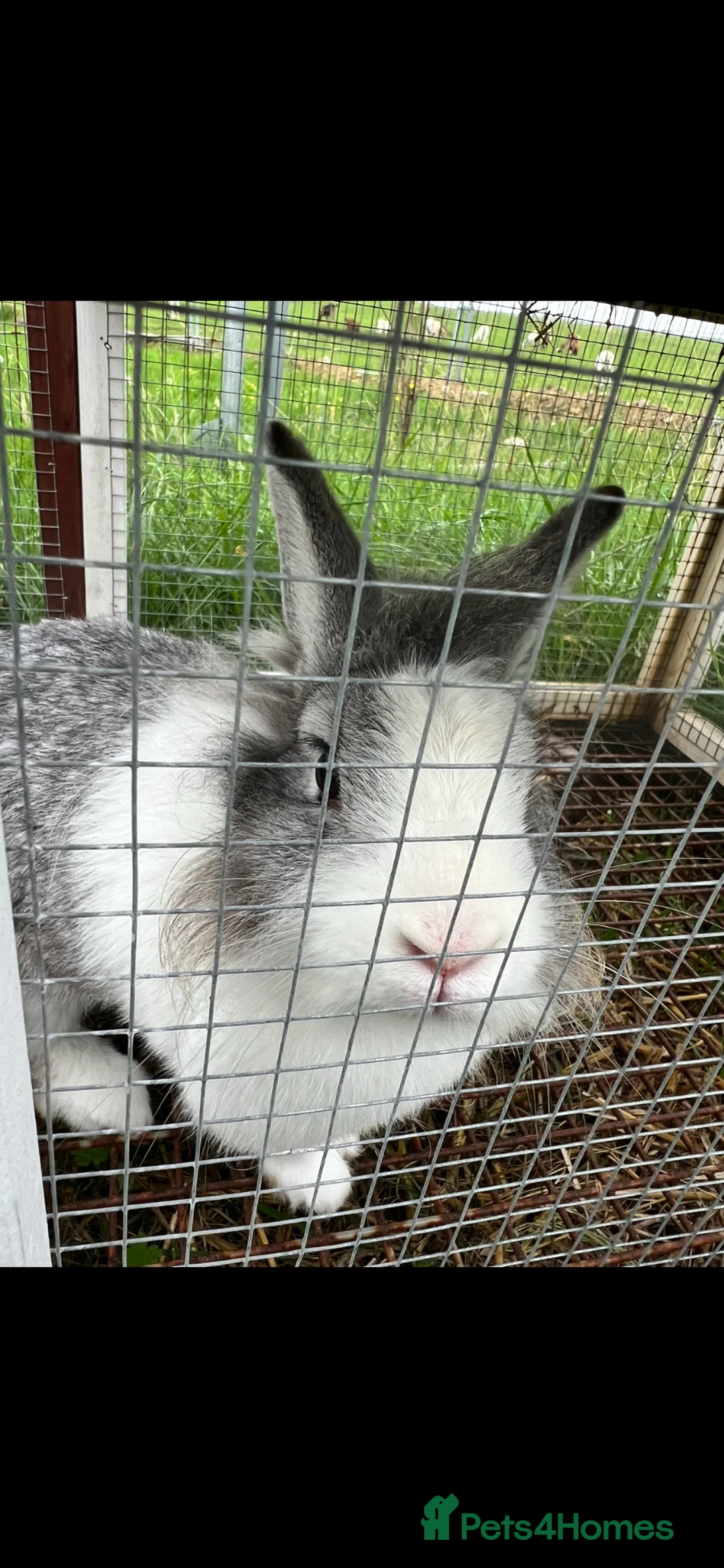 Mixed Breed rabbits for sale: Fluffy and Adorable Female Rabbit for Sale in Newbury - Advert 1