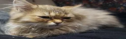 Persian cats for sale: Beautiful Golden Persian chinchilla Male  in Ashbourne - Advert 5