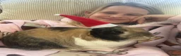 Mixed Breed rabbits for sale: Very friendly bunny in Brighton - Advert 8