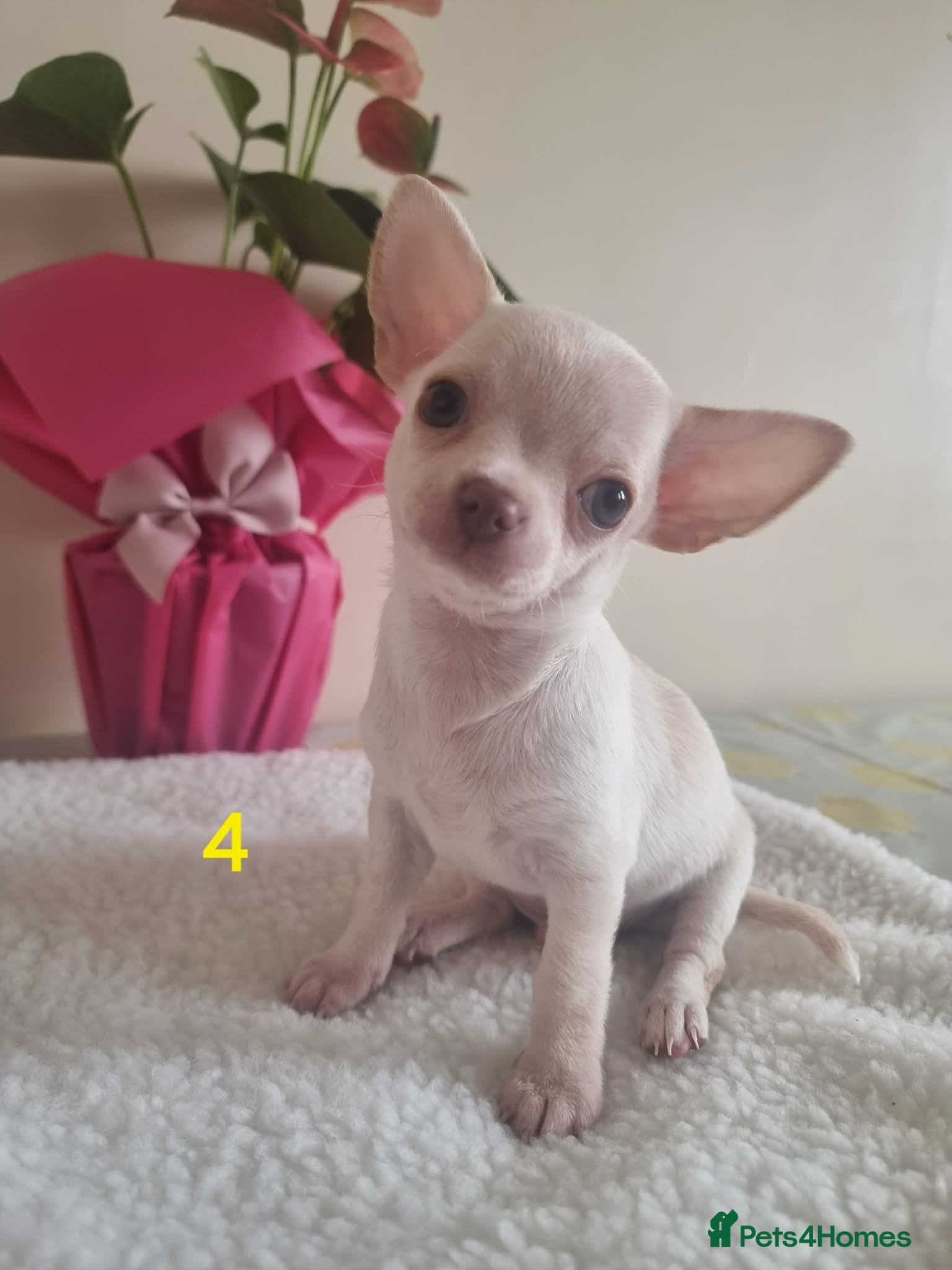 Chihuahua dogs Chihuahua - Advert 1