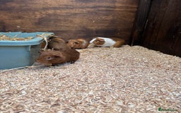 Guinea Pig rodents for sale: Guinea pigs - Image 2