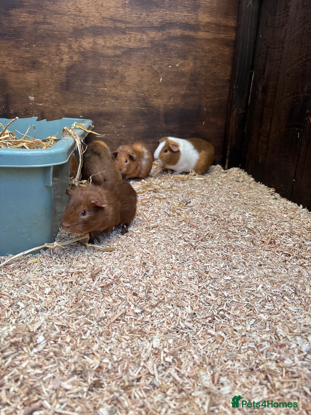Guinea Pig rodents for sale: Guinea pigs - Image 2