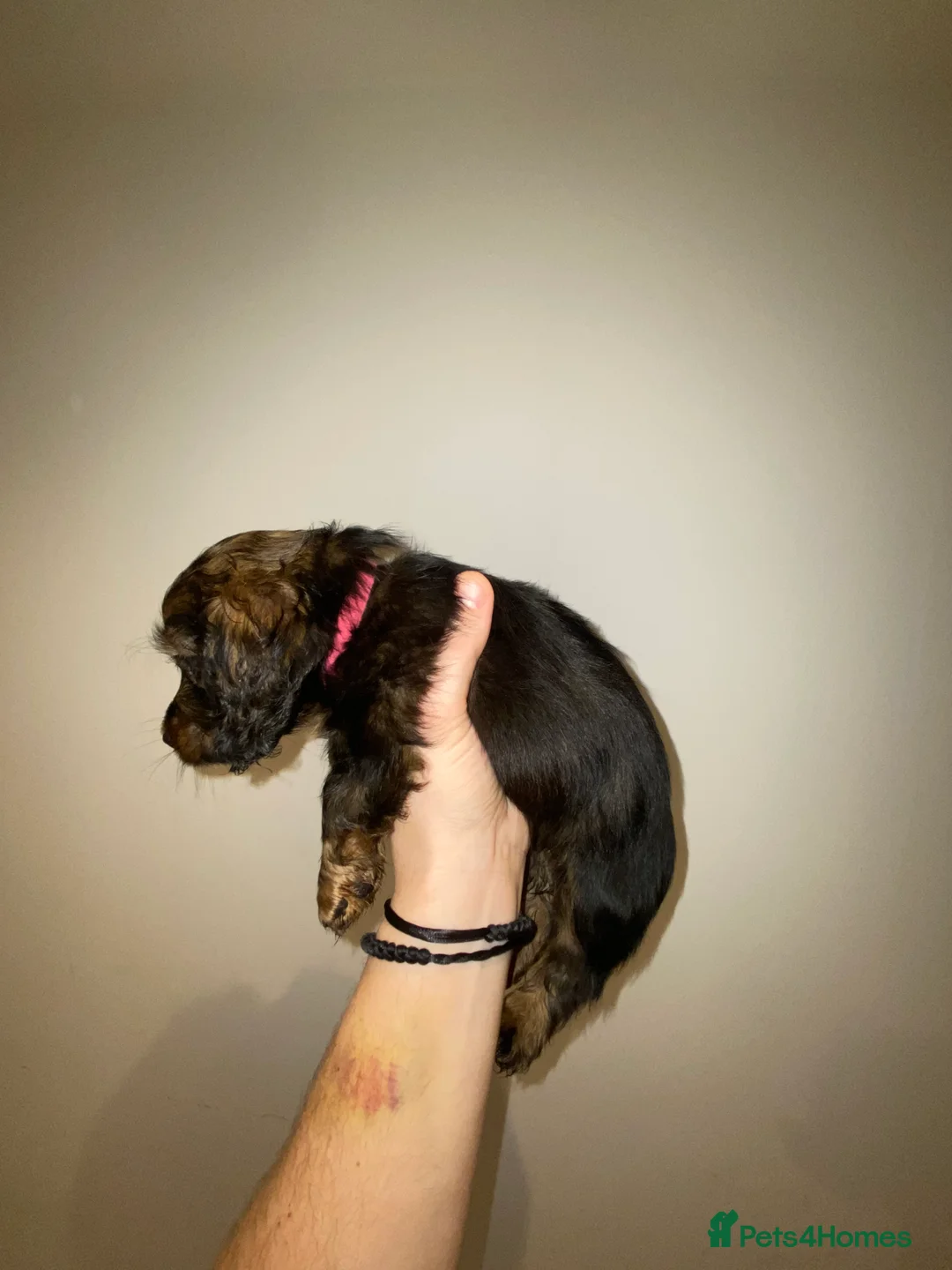 Miniature Dachshund dogs for sale: Long haired miniature dachshund puppies for sale  - Advert 9