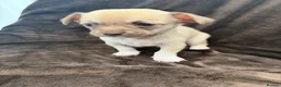 Chihuahua dogs for sale: 7 Adorable Chihuahua puppies ready 19th July - Advert 16