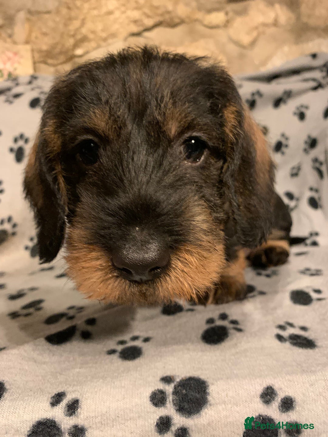 Dachshund dogs for sale: Standard wirehaired dachshund  - Advert 33