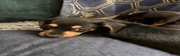 Jackshund dogs for sale: Stunning litter of jackshounds  in Cambridge - Advert 4