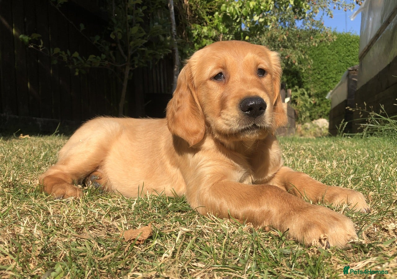 Golden Retriever dogs KC Dark Red Golden Retrievers 100% DNA Health Test - Advert 2