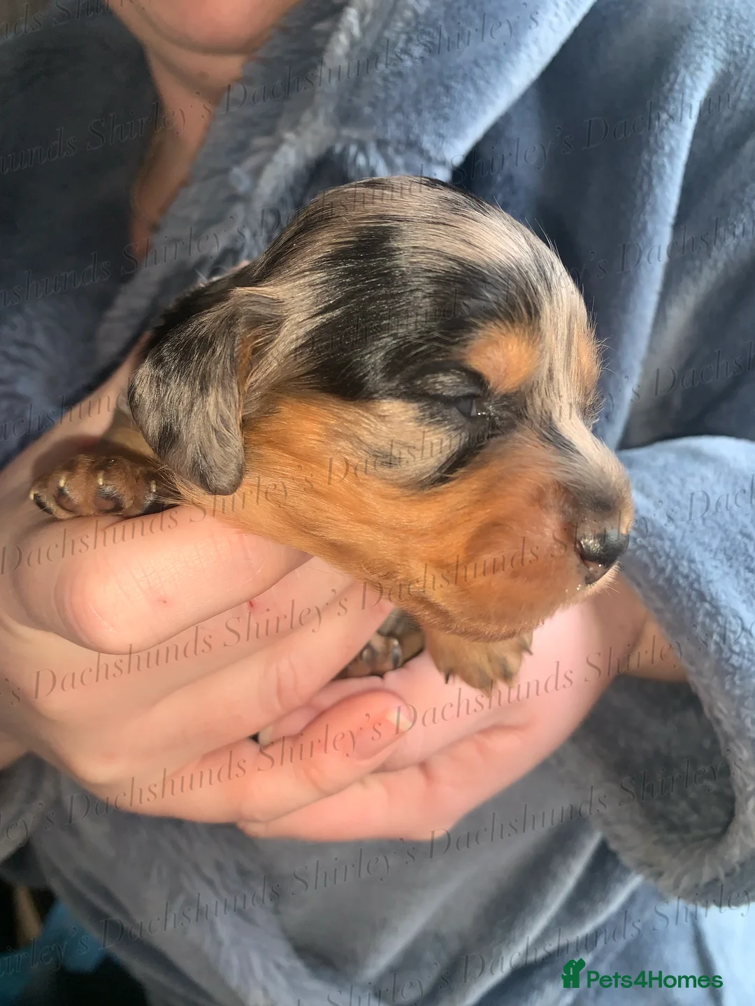 Miniature Dachshund dogs for sale: Longhaired Miniature Dachshunds KC Registered  - Advert 18