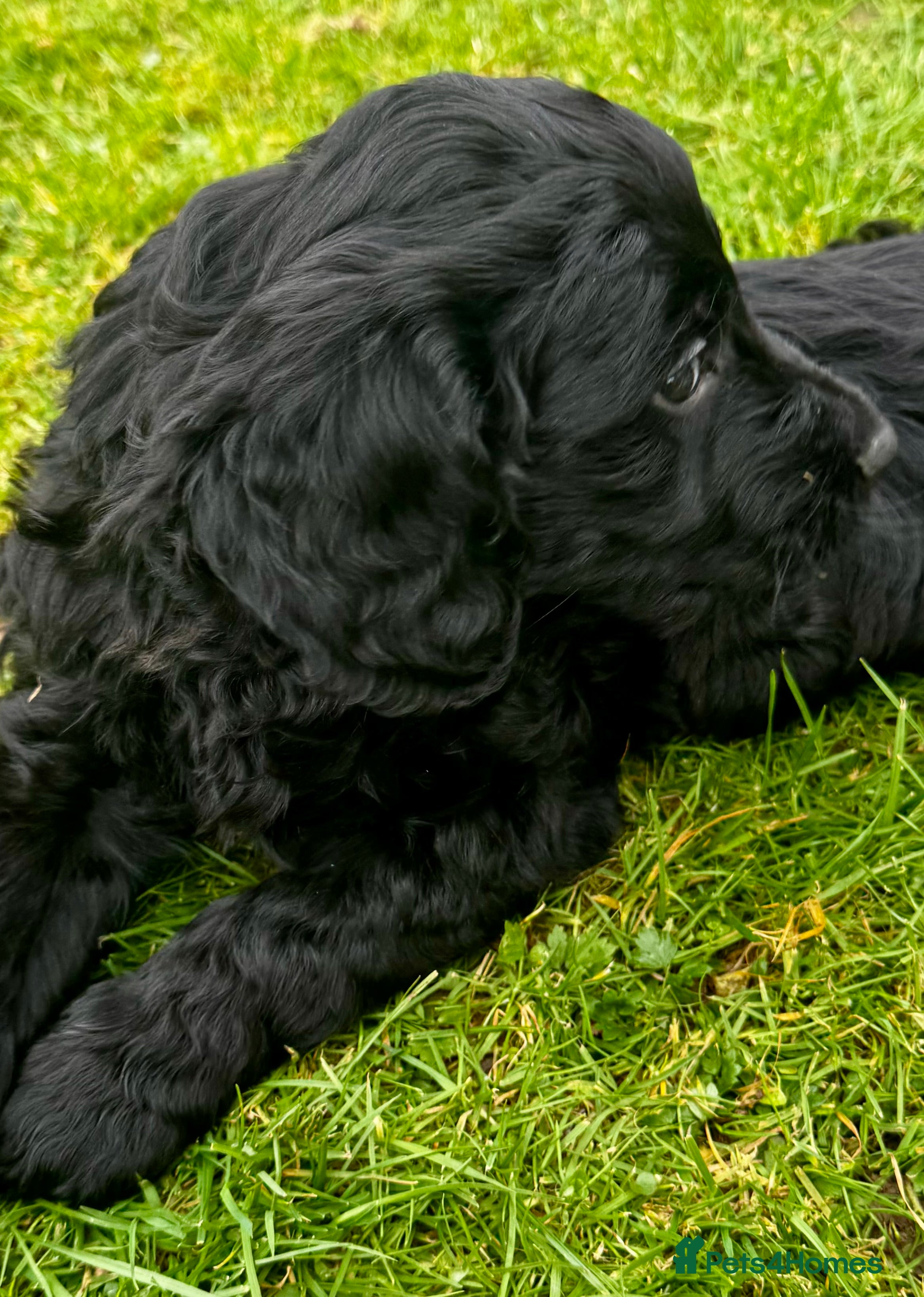 Double Doodle dogs Double Doodle puppies  - Advert 12