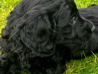 Double Doodle dogs Double Doodle puppies - Advert 12