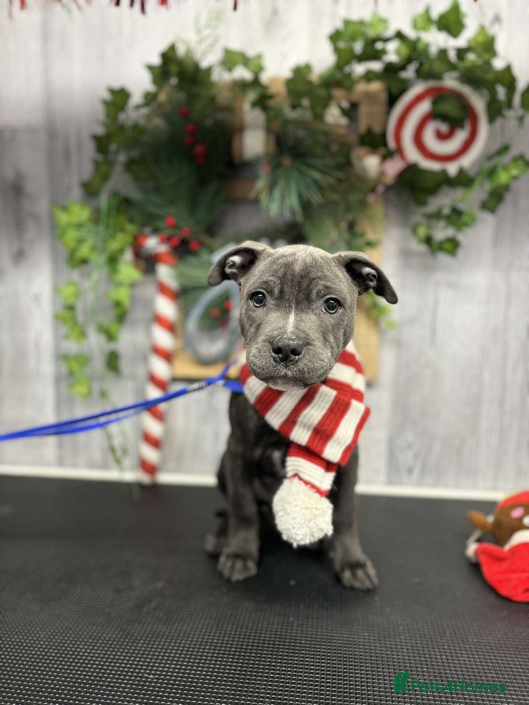 Staffordshire Bull Terrier dogs for sale: Reggie - 2 year old blue/brindle staffy  - Image 7