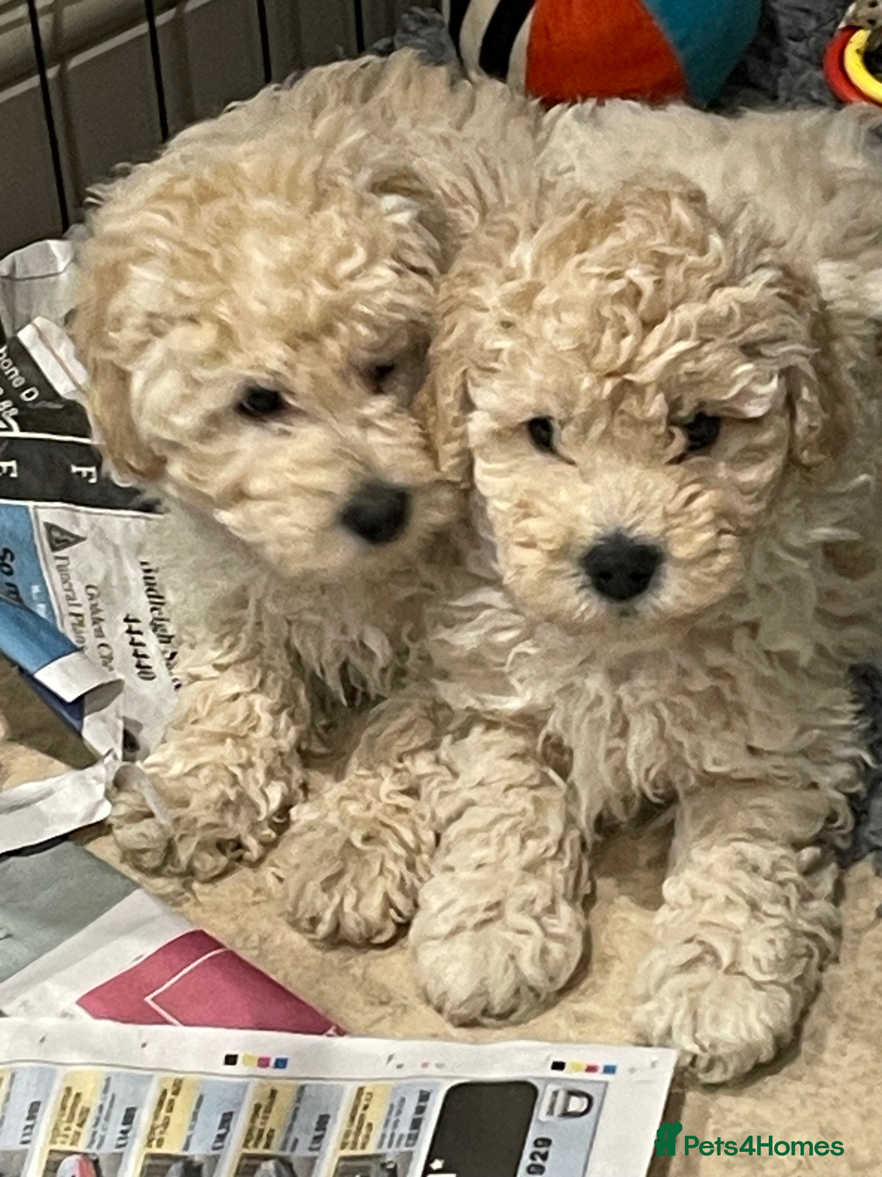 Mini Goldendoodle dogs Miniature double doodle puppies just 2 girls left  - Advert 1