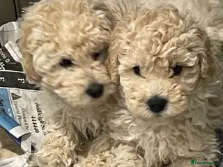 Mini Goldendoodle dogs Miniature double doodle puppies just 2 girls left - Advert 16