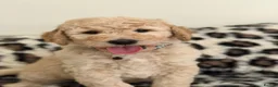 Labradoodle dogs for sale: Adorable Standard Labradoodle Puppies - Advert 6