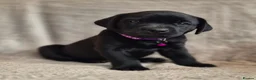 Labrador Retriever dogs for sale: Quality Chunky KC reg pups - Health Tested Parents - Advert 7