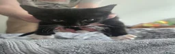 Mixed Breed cats for sale: 9 week old kitten  - Advert 2