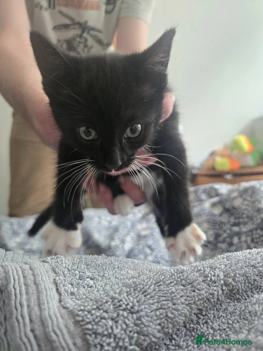 Mixed Breed cats for sale: 9 week old kitten  - Advert 2