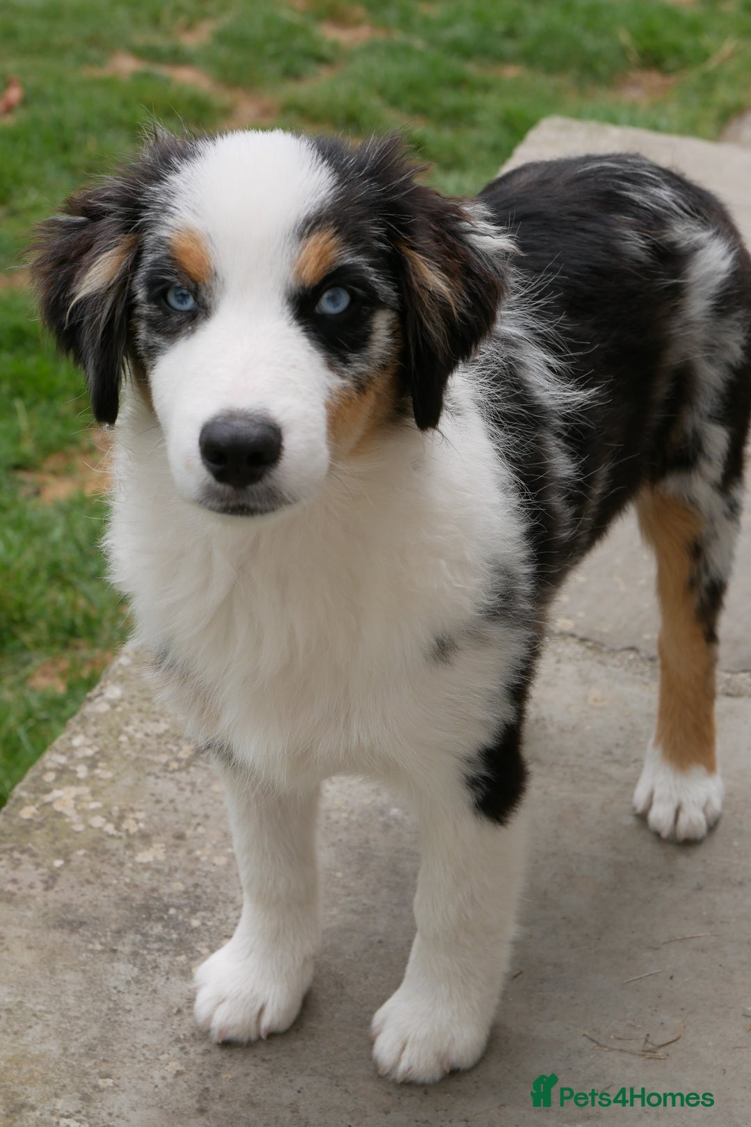 Miniature American Shepherd dogs for sale: Miniature American Shepherd - Image 3