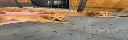 Golden Retriever dogs for sale: Health tested golden retrievers  - Advert 3