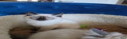 Ragdoll cats for sale: Registered/Pedigree/Stunning/Ragdolls  - Advert 18