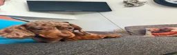 Miniature Dachshund dogs for sale: Smooth haired miniature Daschund babies in Liverpool - Advert 11
