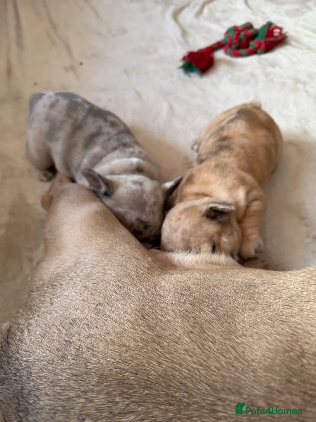 French Bulldog dogs for sale: French bulldog puppies  - Advert 10