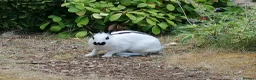 English Spot rabbits for sale: Female white and black spot rabbits  in Huddersfield - Advert 2