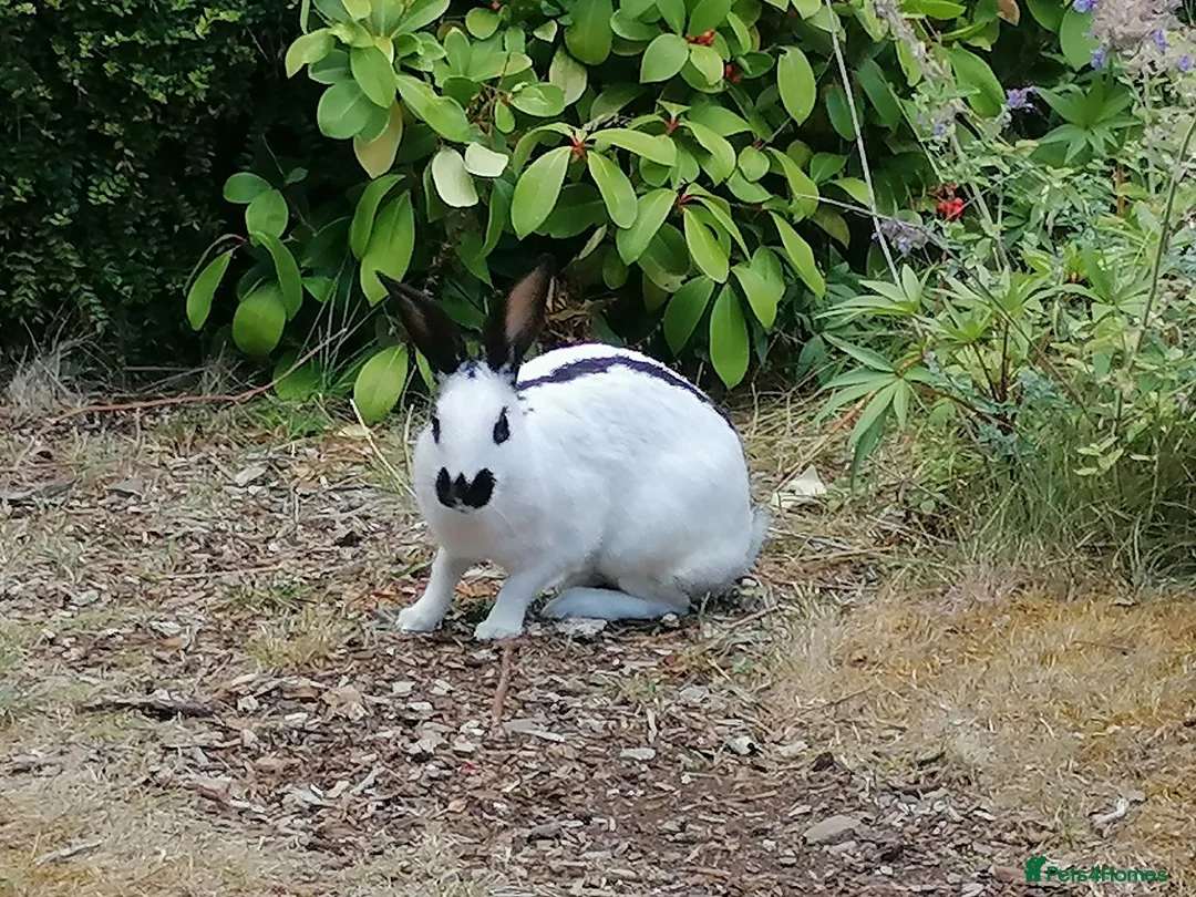 English Spot rabbits for sale: Female white and black spot rabbits  in Huddersfield - Advert 2