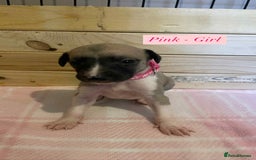 Whippet dogs for sale: 6 stunning whippet puppies  - Image 13