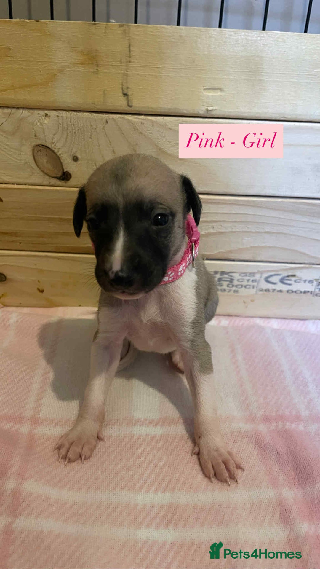 Whippet dogs for sale: 6 stunning whippet puppies  - Image 13