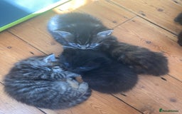 Mixed Breed cats for sale: Kittens 😸 MaineCoon x kittens READY TODAY ❤️😸🐈 - Image 17