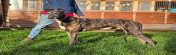 Greyhound dogs for adoption: Meet Cass  - Advert 1