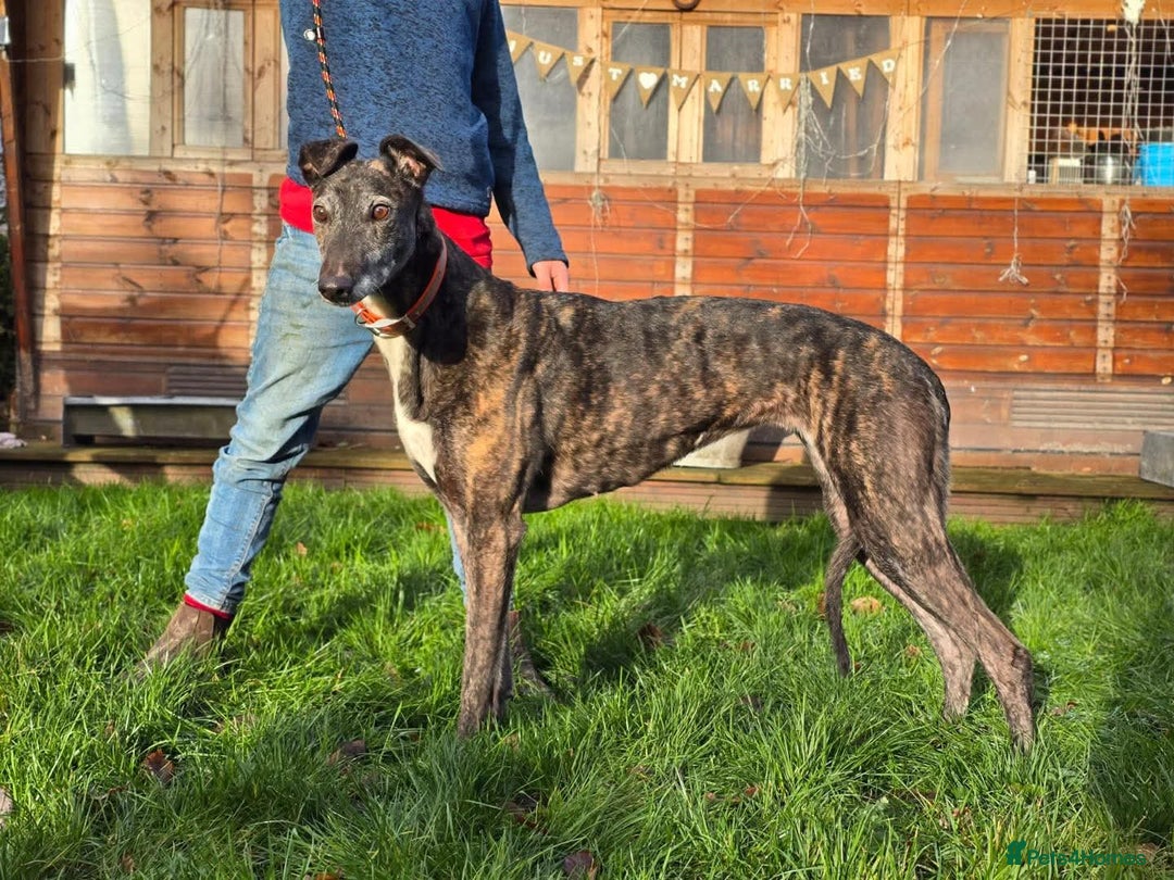 Greyhound dogs for adoption: Meet Cass  - Advert 1
