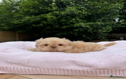 Shih Tzu dogs for sale: Stunning tiny imperial karashishi puppies - Image 9