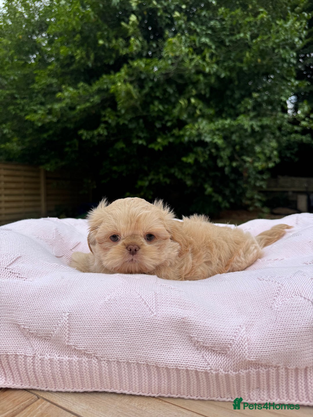 Shih Tzu dogs for sale: Stunning tiny imperial karashishi puppies - Image 9