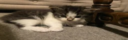 Mixed Breed cats for sale: Four beautiful kittens  in Swansea - Advert 15
