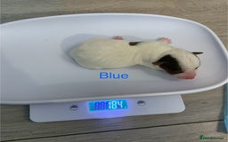 Jack Russell dogs for sale: Jack Russell Puppies  - Image 15