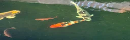 Koi Carp fish for sale: Carp for sale  in Nottingham - Advert 2
