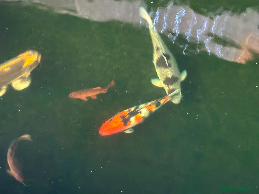 Koi Carp fish for sale: Carp for sale  in Nottingham - Advert 2