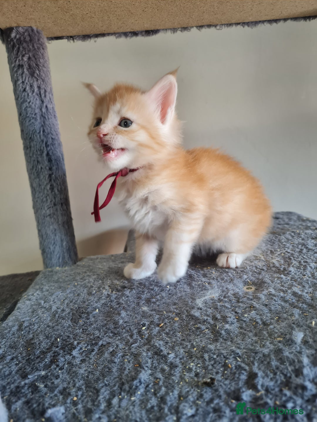 Maine Coon cats for sale: 5 stunning Mainecoon kittens  - Image 2