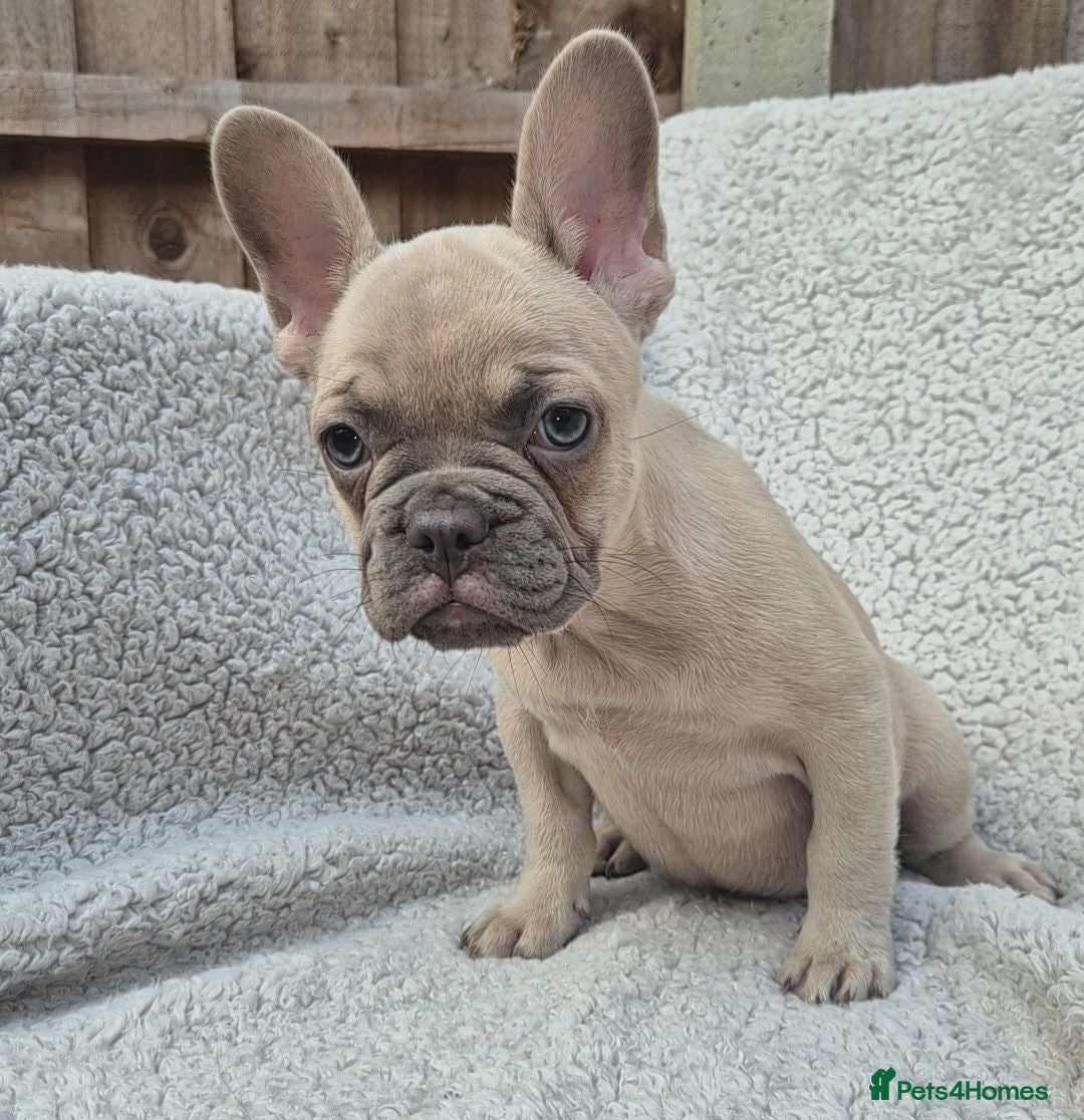 French Bulldog dogs Health Tested & Ready To Leave NowReduced - Advert 1