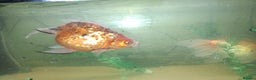 Fancy Goldfish fish for sale: Two large fantail fancy goldfish - Advert 14
