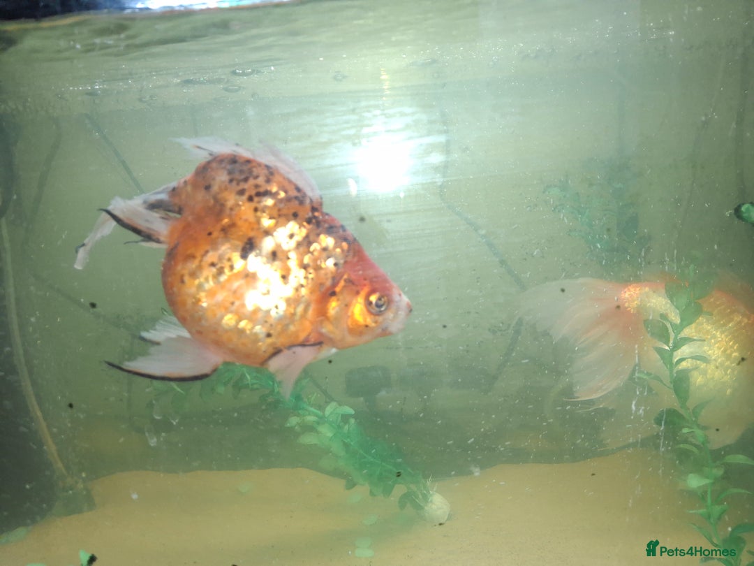 Fancy Goldfish fish for sale: Two large fantail fancy goldfish - Advert 14