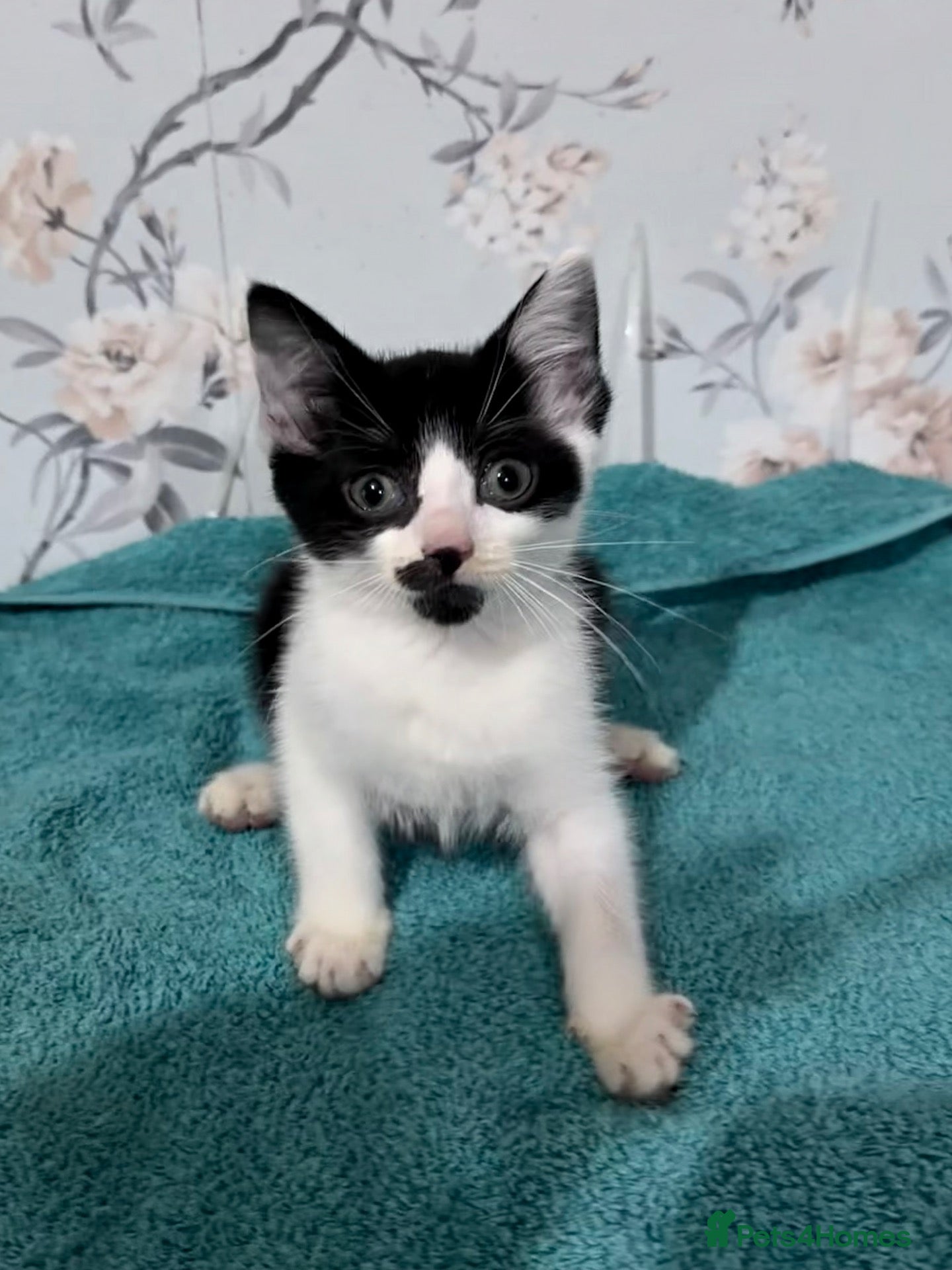 Mixed Breed cats 3 beautiful sister kittens waiting for loving home - Advert 1