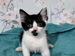 Mixed Breed cats 3 beautiful sister kittens waiting for loving home - Advert 5