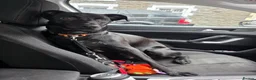 Mixed Breed dogs for sale: Ozzy – 1 Year Old Labrador x Lurcher in Blackwood - Advert 3