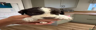 English Springer Spaniel 6