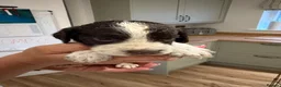 English Springer Spaniel dogs for sale: KC Registered English Springer Spaniel Puppies  - Advert 19