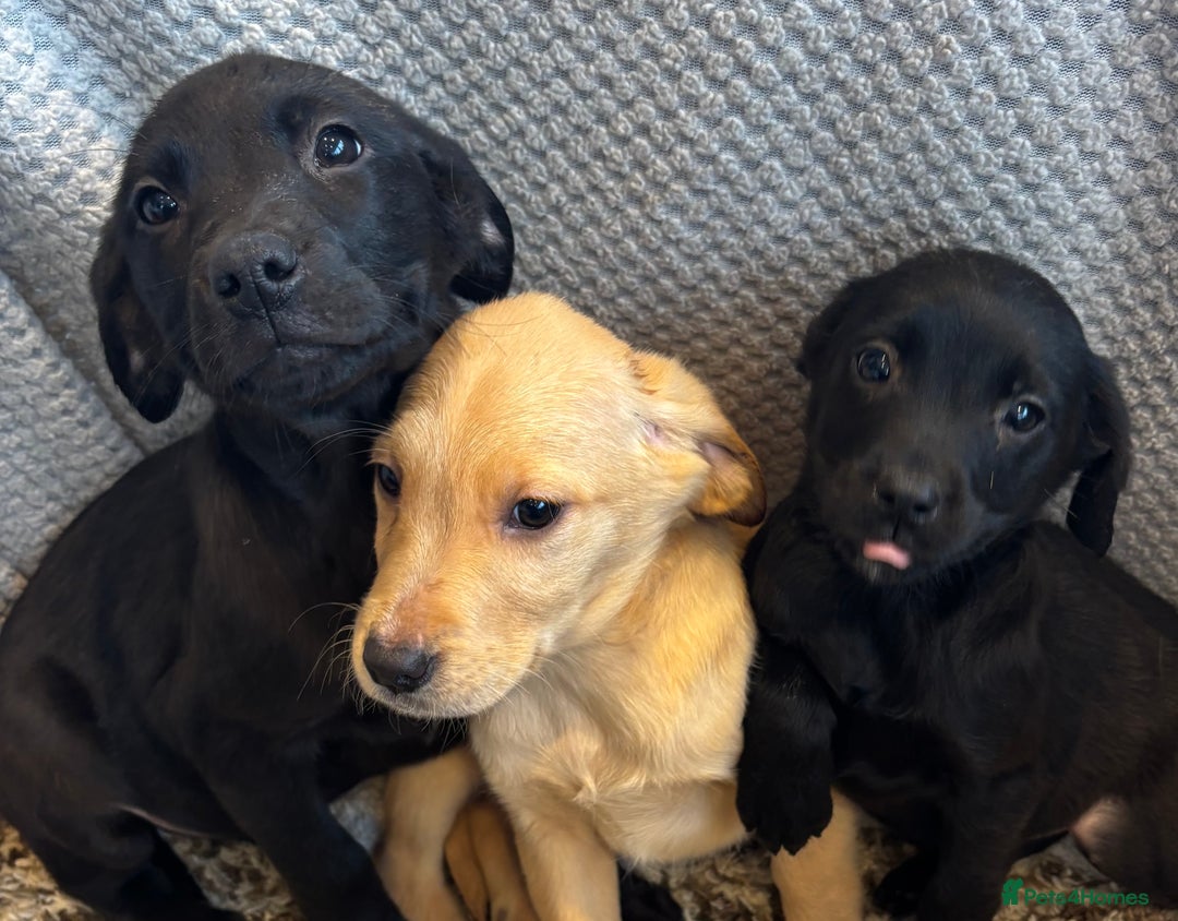Labrador Retriever dogs for sale: Mixed Litter of Labrador Retriever Puppies - Advert 8