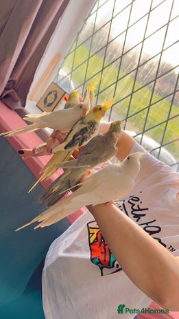 Cockatiels birds - Advert 11
